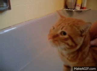 Official Video: Cat Bath Freak Out -Tigger the cat says 'NO!' to ...