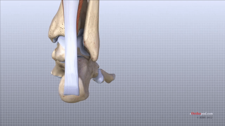 Foot Anatomy Animated Tutorial on Make a GIF