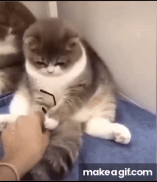 Aww Cute and Funny Cat Videos, Try Not To Laugh😂, Best Funny Cats Moments,  Cute Pets❤ on Make a GIF