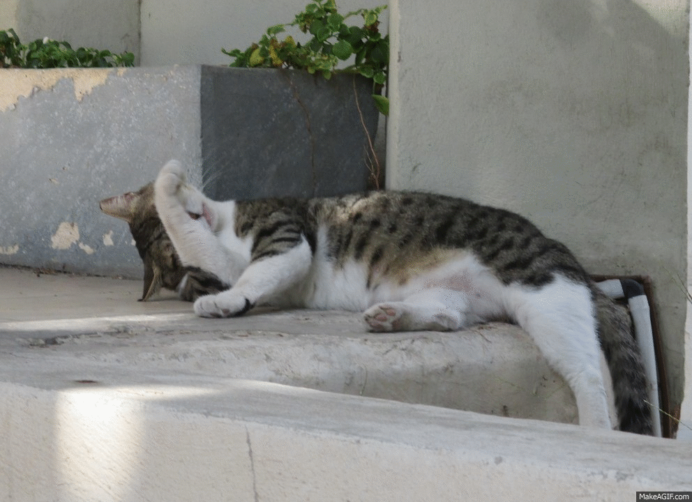 Shower Cat Gif Shower Cat Showercat Discover Share Gifs Rezfoods