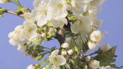 Cherry Blossoms in Your Face: Time Lapse, Gif, Haiku and NOW