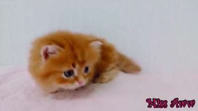 Cute cat - Reaction GIFs