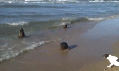 Funny dog at the beach on Make a GIF