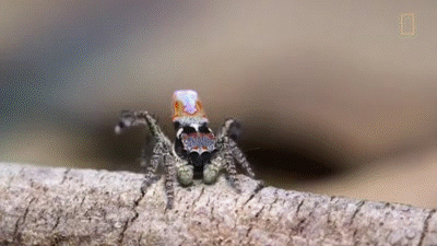 Amazing Peacock Spiders Perform A Fascinating Love Dance On Make A Gif