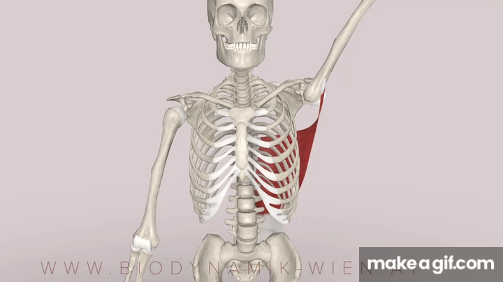 Latissimus Dorsi Functions Part 1: Adduction (3D ANIMATION) on Make a GIF Latissimus Dorsi Functions Part 1: Adduction (3D ANIMATION) on Make a GIF