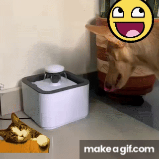 Bebedero Fuente para mascotas on Make a GIF