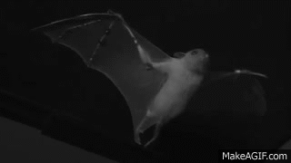 I think bats are adorably cute, and not scary at all. : r/The10thDentist