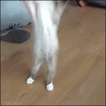 cat walking on hind legs gif