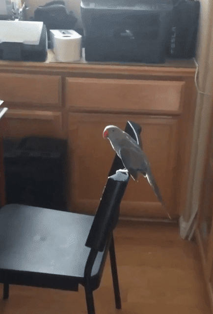 The trimming of wings has interfered with this baby bird's ability to move normally. He knows he wants to fly, but he was unable to learn at the appropriate age.