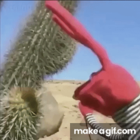 Chilean puppet touches Cactus meme on Make a GIF
