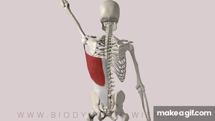 Latissimus Dorsi Functions Part 1: Adduction (3D ANIMATION) on Make a GIF