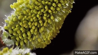 Spring Planting Gif Timelapse SPRING AWAKENING blooming flowers, growing plants. David ...