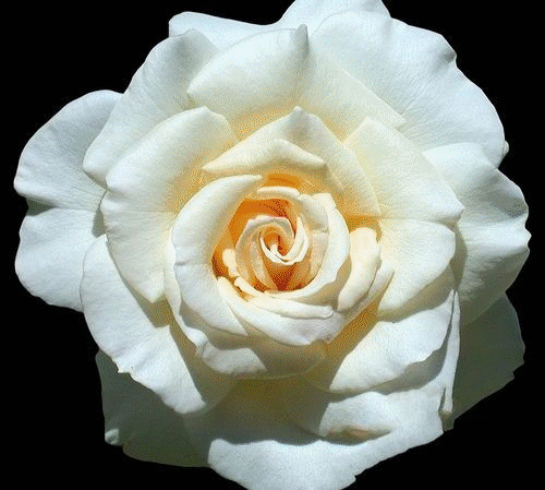 White Roses ... by: Hal Grey Hawk Brower 08.12.2015 on Make a GIF