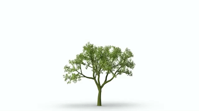 Growing Tree on Make a GIF