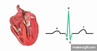 cardiac conduction system and its relationship with ecg