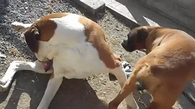 Boxer Dogs mating & stuck together,