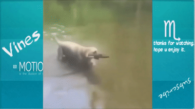 TRY NOT TO LAUGH-Funny Animals Fails Compilation 2016 (Part 5) on Make a GIF TRY NOT TO LAUGH-Funny Animals Fails Compilation 2016 (Part 5) on Make a GIF