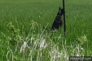 Duke jumping in long grass on Make a GIF