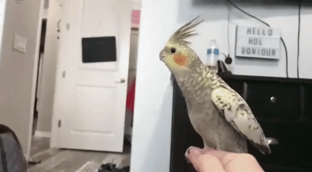 This cockatiel tries to fly, but its clipped wings cause it to fall to the floor instead.