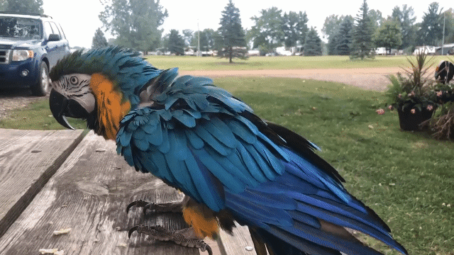 This bird has been clipped so long that even flapping her wings causes her discomfort. Birds with such severe atrophy due to wing trimming may require gentle wing-stretching exercises before they can even flap. 
