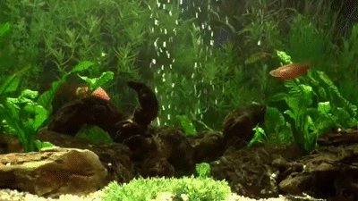  Virtual Aquarium With Bubbles On Make A GIF