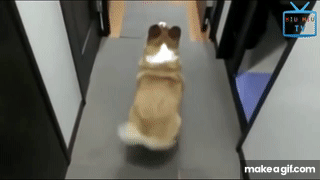 Top 50 Funny Cats And Dogs Dancing To Music Of All Time on Make a GIF