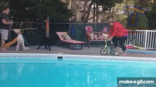funniest gifs in the world