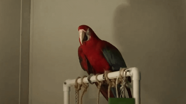 This macaw, who was clipped for over twenty years, never so much as opened his wings before his new owner began flapping exercises with him.  Once his muscles regained some strength, he began to flap on his own.  Just because a bird does not flap or attempt to fly does not mean that they 