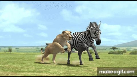 African Lion Vs. Burchell's Zebra - Afrika (PS3) on Make a GIF's Zebra - Afrika (PS3) on Make a GIF