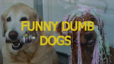 Funny dumb dogs - Cute and funny dog fail compilation on Make a GIF