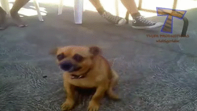 Funny dumb dogs - Cute and funny dog fail compilation on Make a GIF