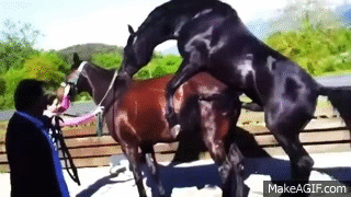 Image result for horse mating gifs