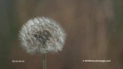 Wind Blowing Flowers Gif