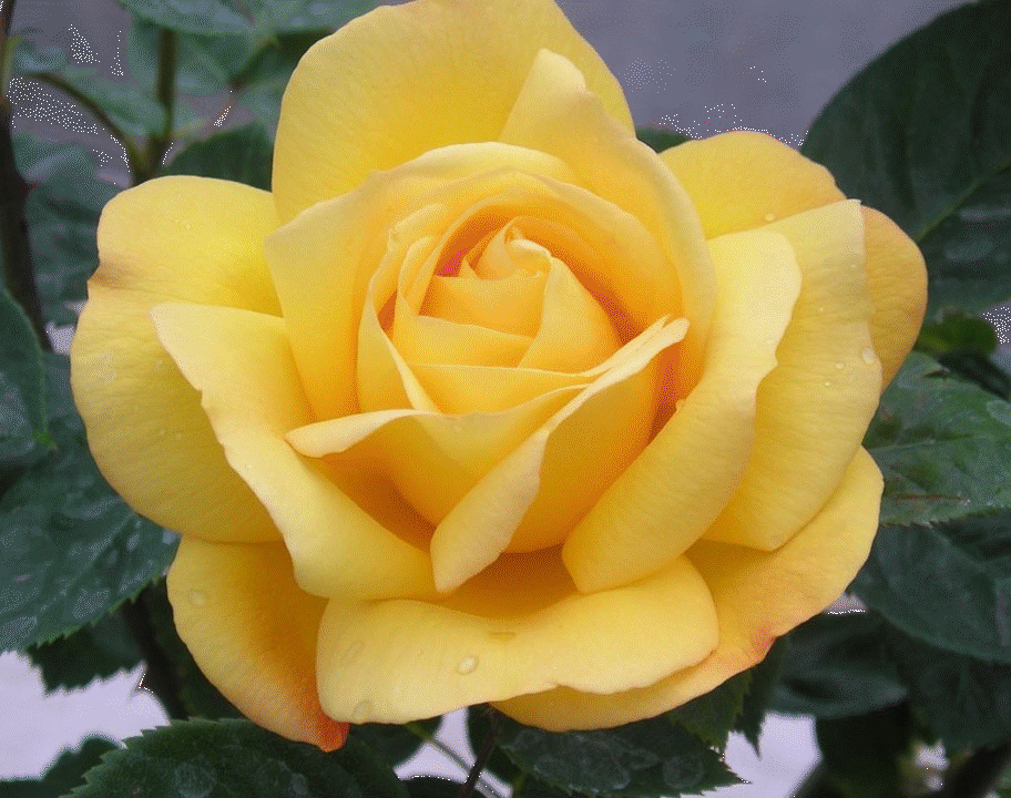 Dream Yellow Roses gif by: Hal Grey Hawk Brower 08.18.2015 on Make a GIF