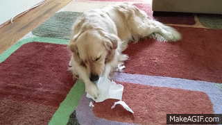 dog eats homework gif