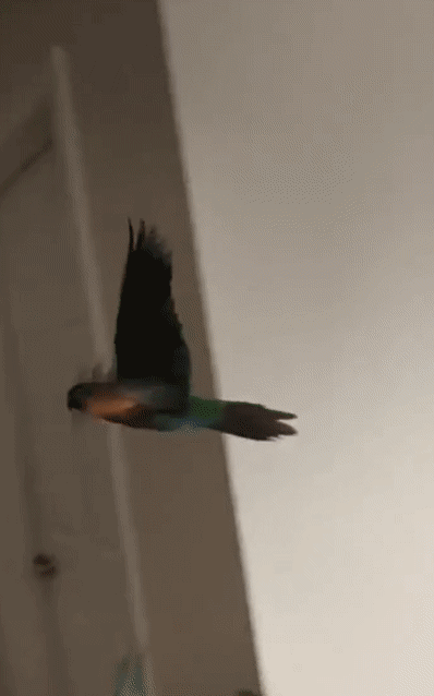 This conure is so skilled he practises dodging away from obstacles on purpose! The pros and cons of wing clipping typically discussed involve pros for the human and cons for the bird. Safety can be achieved in far better ways than clipping.