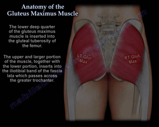 Anatomy Of The Gluteus Maximus Muscle. 