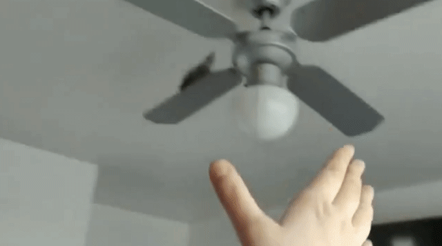 For this cockatiel, the ceiling fan is just another perch to practise recall from. There are much better fan options that can be run in the presence of birds. The pros and cons of wing clipping typically discussed involve pros for the human and cons for the bird. Safety can be achieved in far better ways than clipping.