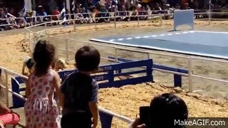 Pig Racing at the Orange County Fair on Make a GIF