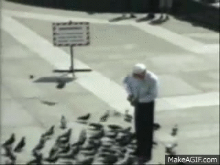 When Pigeons Attack! on Make a GIF