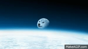 Featured image of post Gif Of Doge The parallel universe of doge