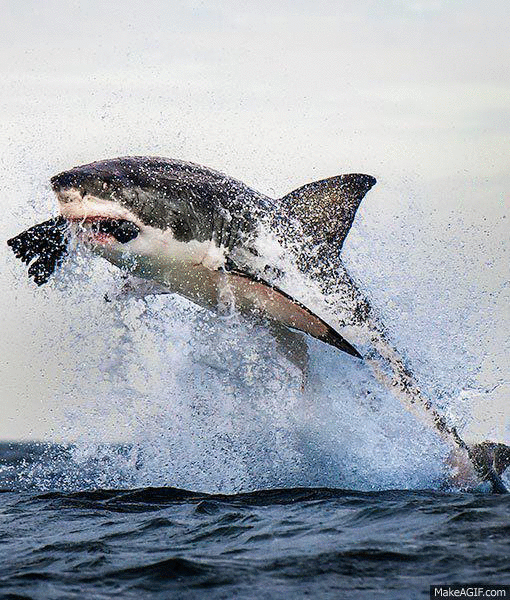 Sharks on Make a GIF