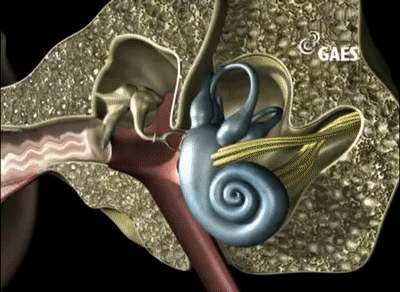 Un viaje al interior del oido on Make a GIF