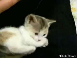 Kitten Small GIFs