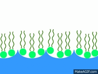 Micelle Formation, Elan and Holly on Make a GIF Micelle Formation, Elan and Holly on Make a GIF