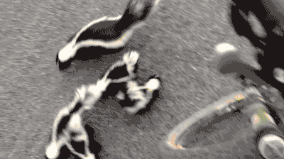 Skunk family meets cyclist. [video] on Make a GIF