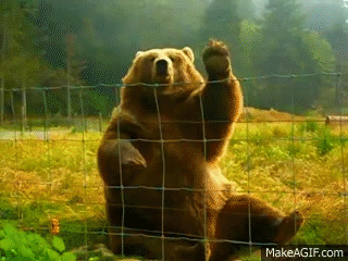 waving bear gif