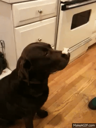 Video: Dog balances tower of treats on his nose