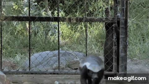 Stoffel, the honey badger that can escape from anywhere! - BBC 