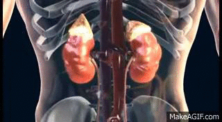 urinary system on Make a GIF